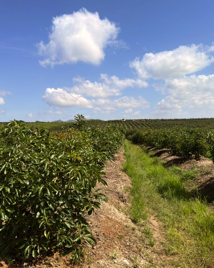 Avocado packhouse — Mula Export produce gallery